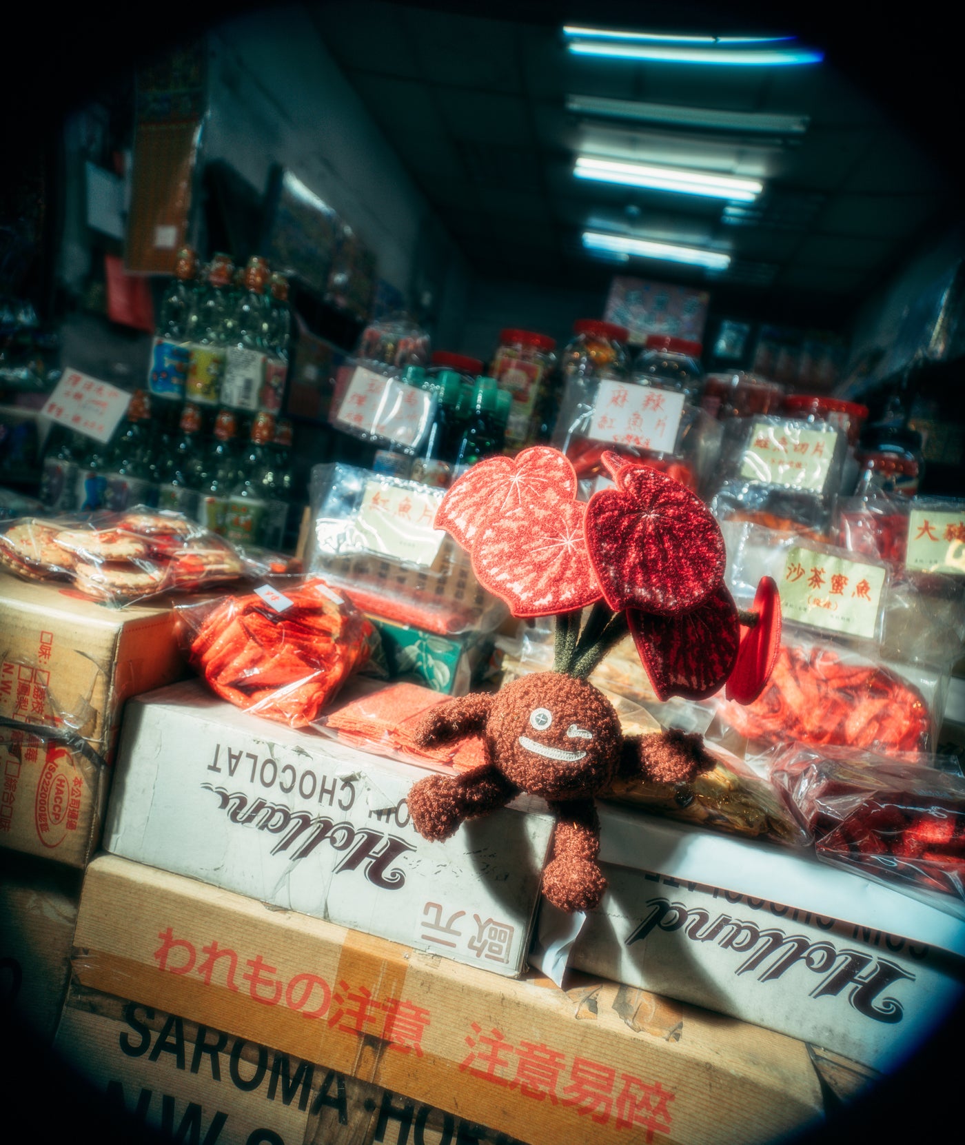 Begonia Garis Permen