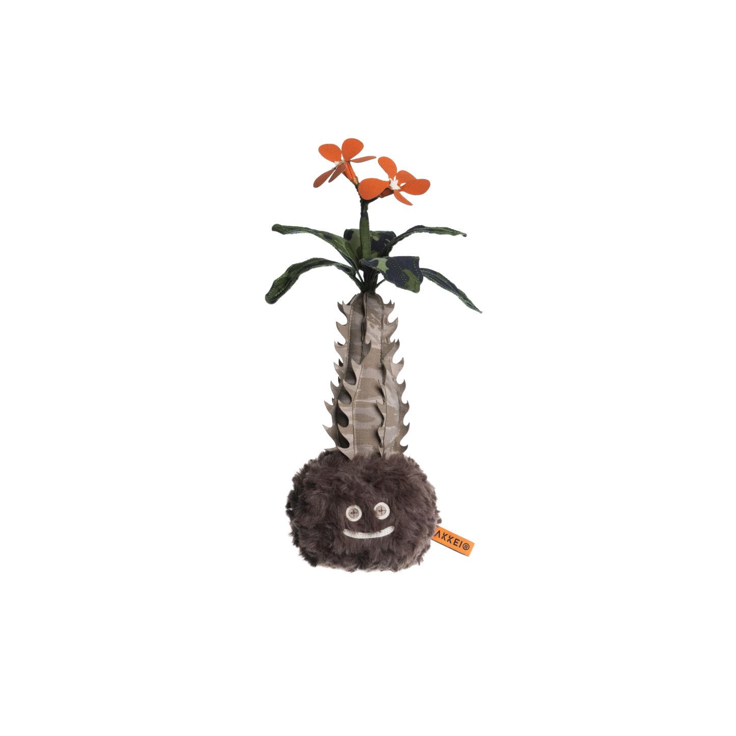 Pachypodium Baronii Doji