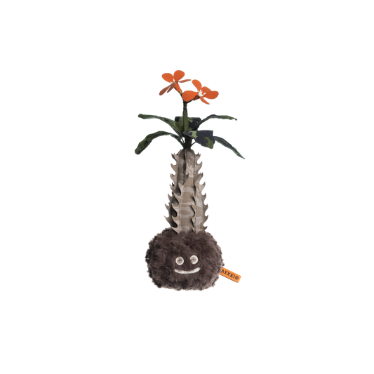 Pachypodium Baronii Doji