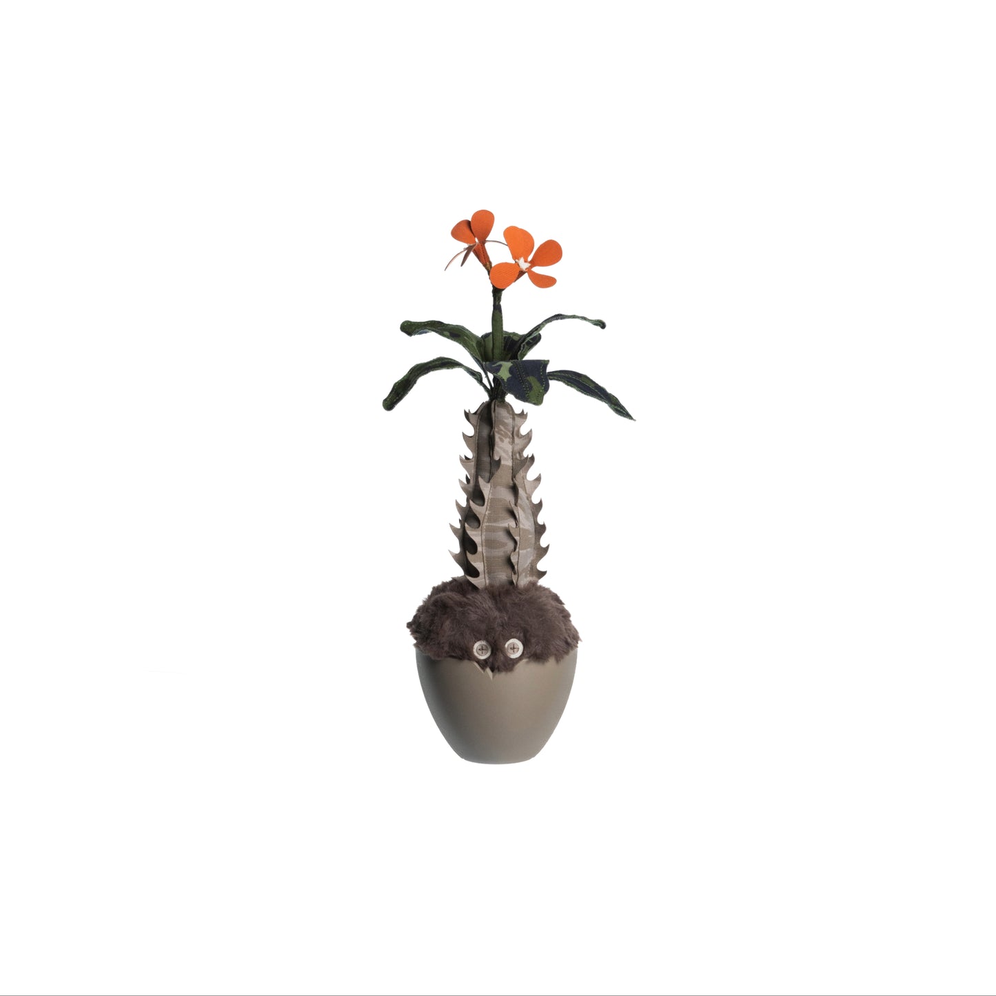 Pachypodium Baronii Doji