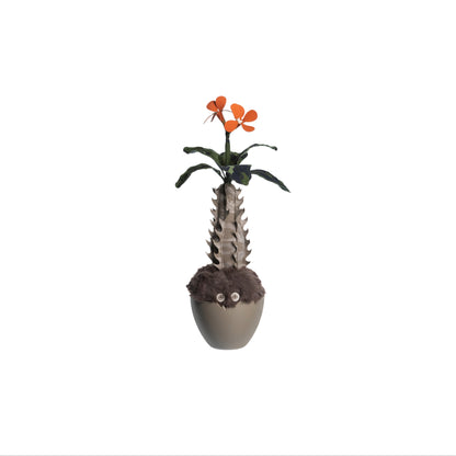 Pachypodium Baronii Doji