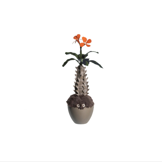 Pachypodium Baronii Doji
