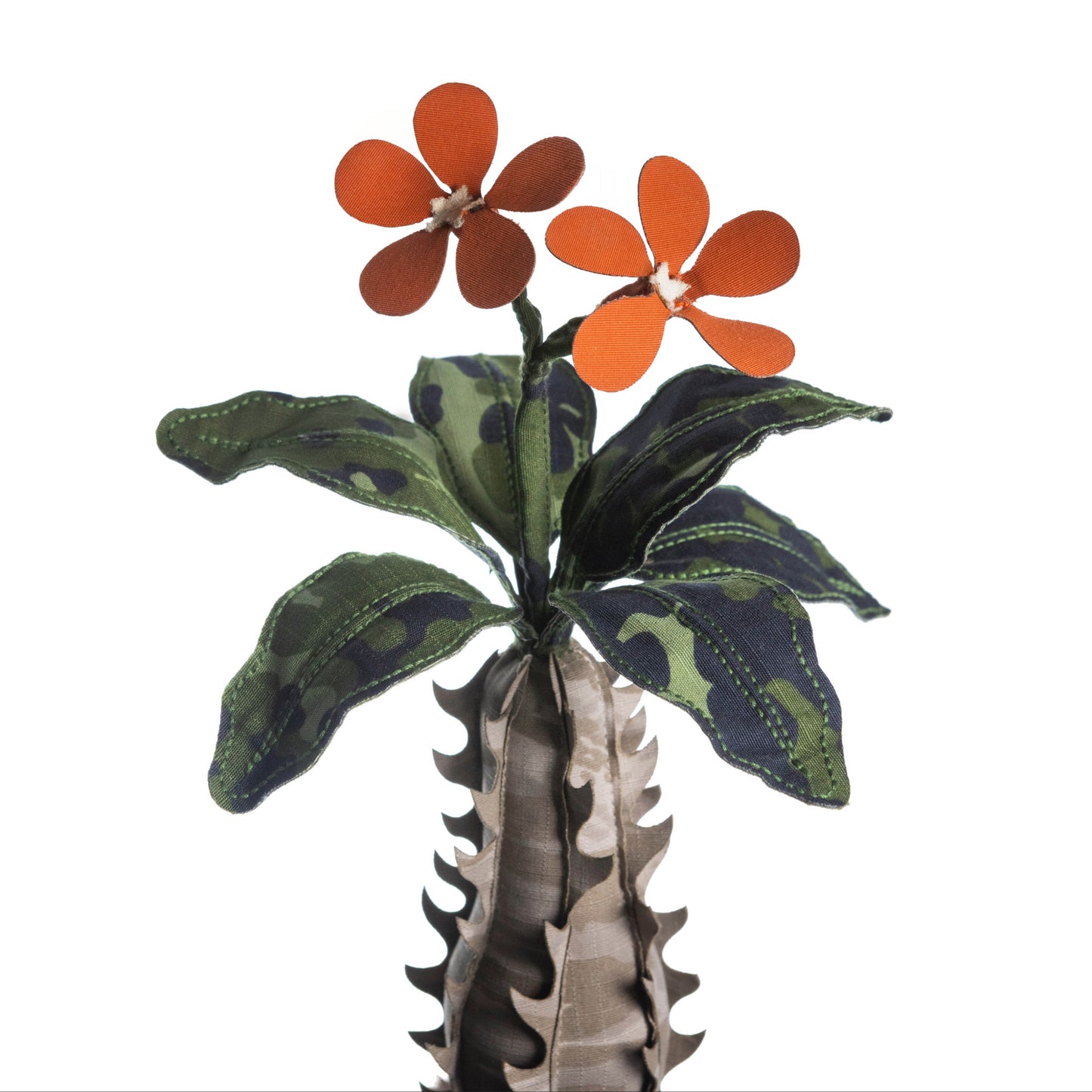 Pachypodium Baronii Doji