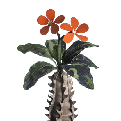 Pachypodium Baronii Doji