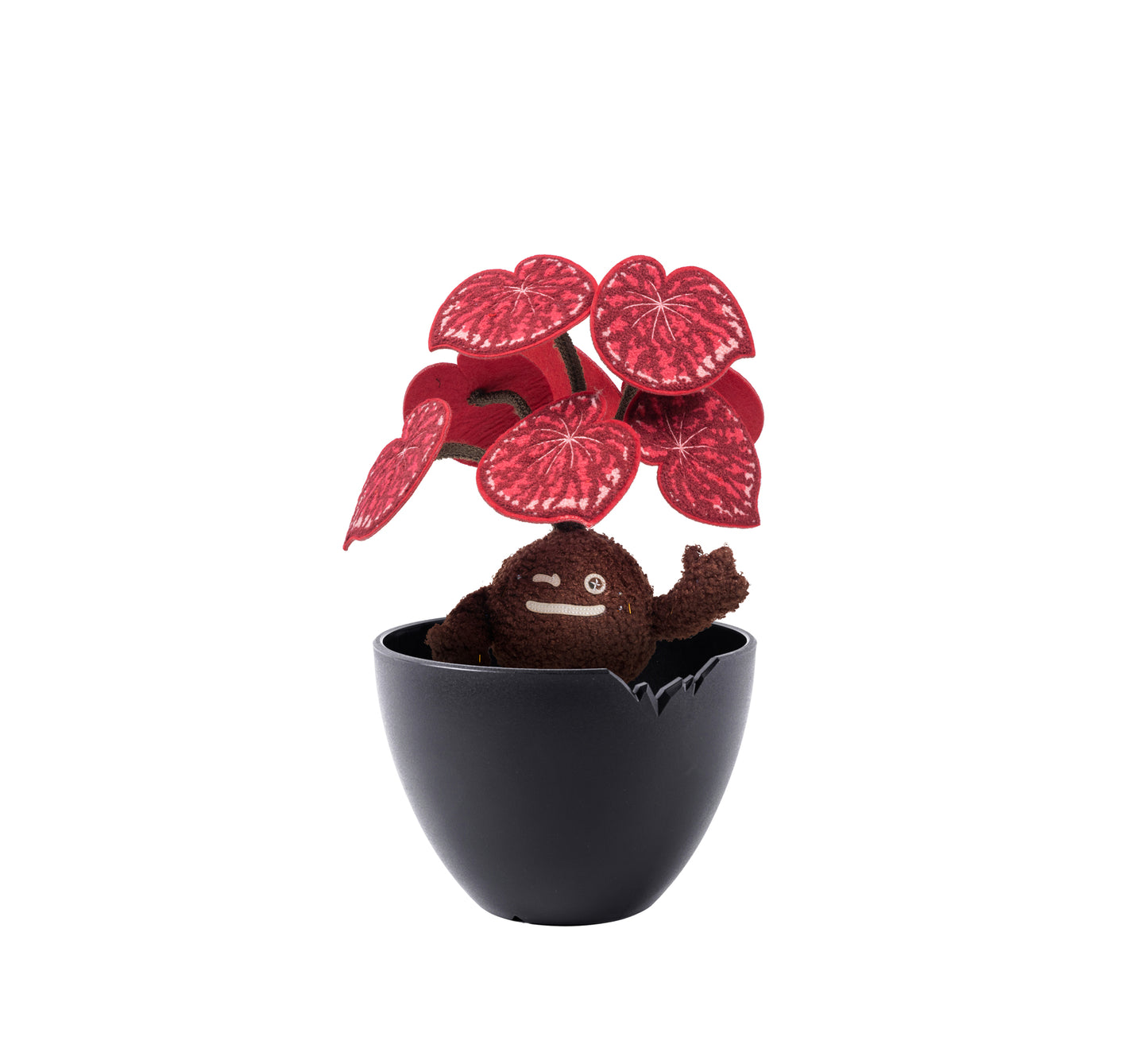 Candy Stripe Begonia