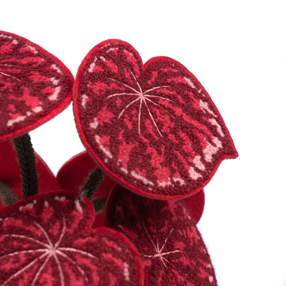 Candy Stripe Begonia