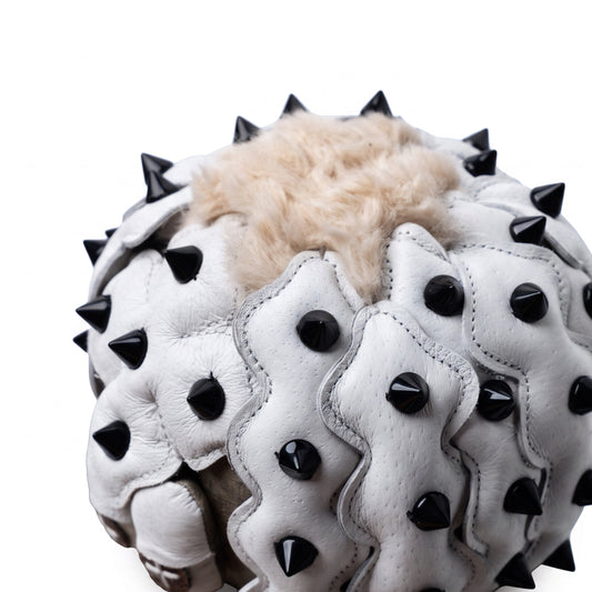 Copiapoa Cinerea Guy