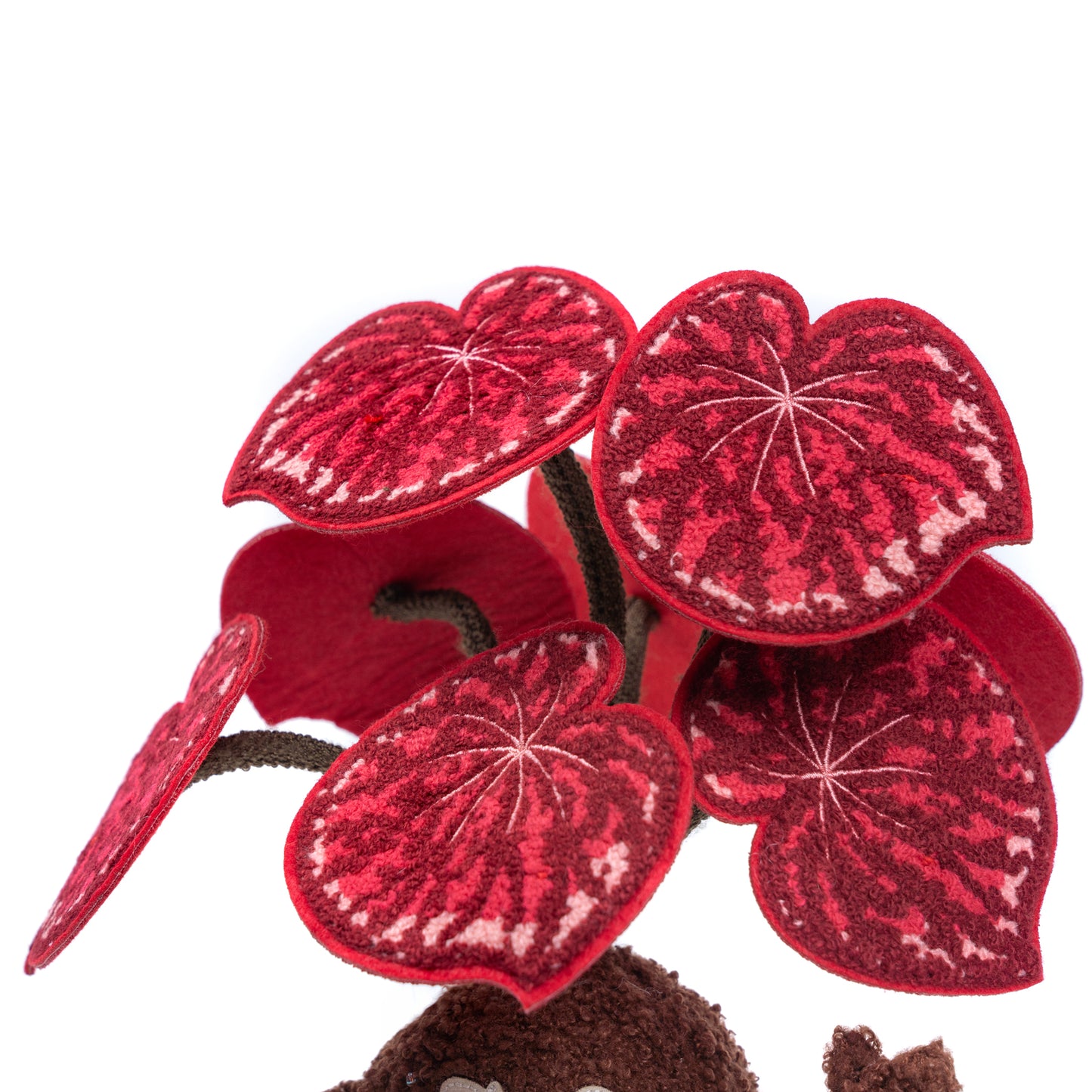 Candy Stripe Begonia