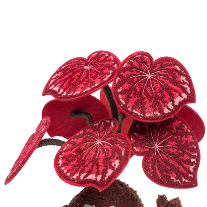 Candy Stripe Begonia