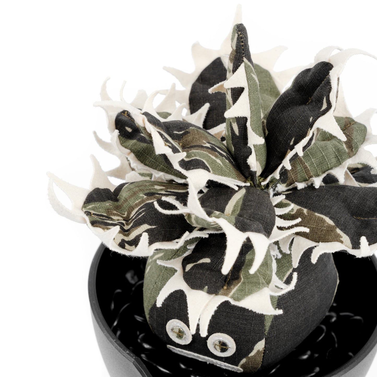 Agave Titanota Unhappy Doji