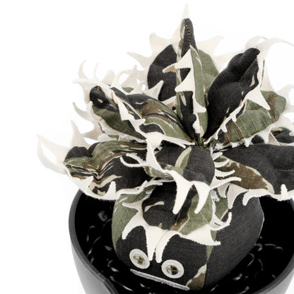 Agave Titanota Unhappy Doji