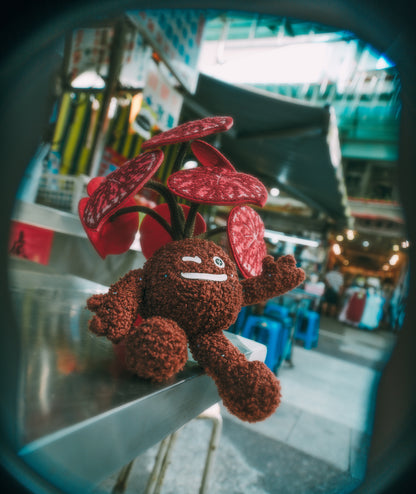 Candy Stripe Begonia