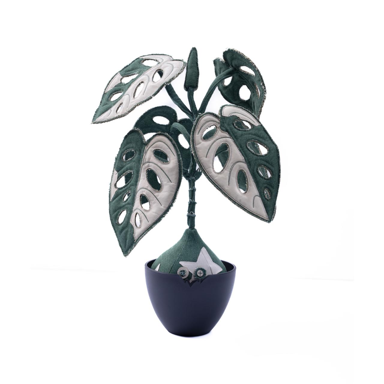 Monstera Obliqua Baji