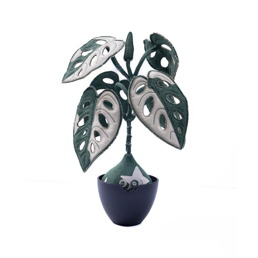 Monstera Obliqua Baji