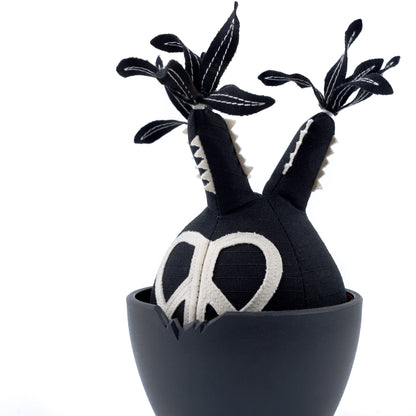 Peace Pachypodium Gracilius