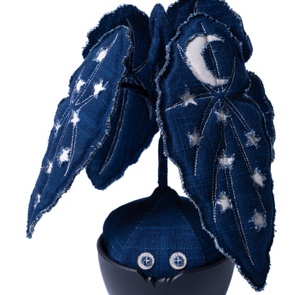 Sashiko Stellarlune Begonia Doji