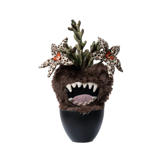 Huernia Macrocarpa iDoll