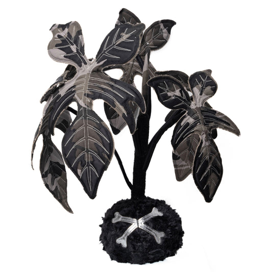 Philodendron Florida Beauty