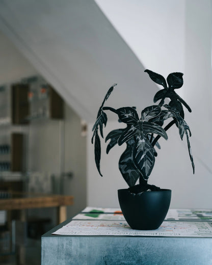 Boneka Stroberi