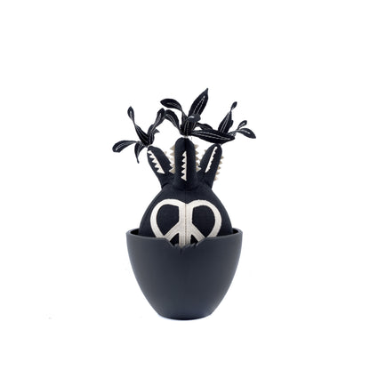 Peace Pachypodium Gracilius