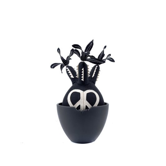 Peace Pachypodium Gracilius